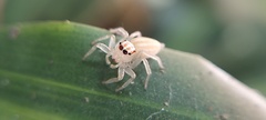 Salticidae