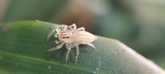 Salticidae