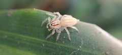 Salticidae