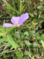 Rhexia nuttallii