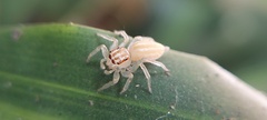 Salticidae