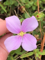 Rhexia nuttallii