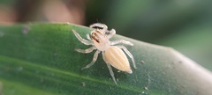 Salticidae