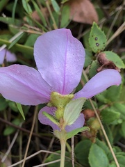Rhexia nuttallii