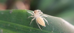 Salticidae