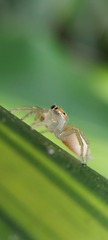 Salticidae