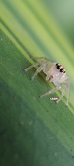 Salticidae