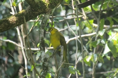 Iole indica