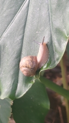 Acusta