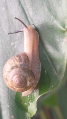Acusta