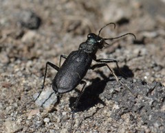 Cicindela nebraskana