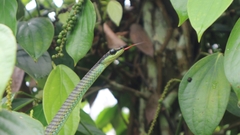 Dendrelaphis formosus