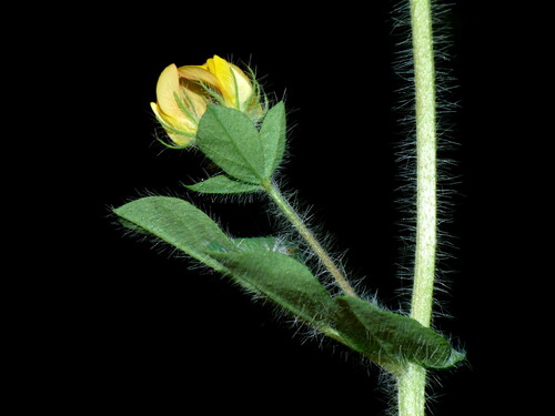Lotus subbiflorus