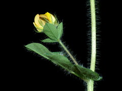 Lotus suaveolens