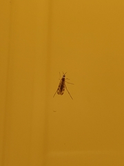 Sylvicola fenestralis