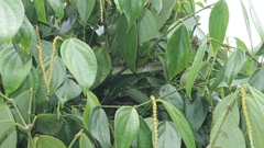 Dendrelaphis formosus