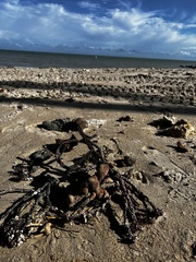 Amphimedon compressa