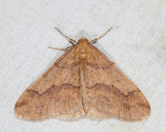 Erannis tiliaria