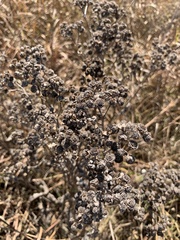 Parthenium integrifolium
