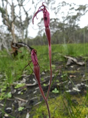Caladenia formosa
