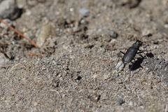 Cicindela nebraskana