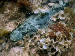 Cymbacephalus beauforti