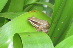 Indosylvirana