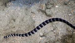 Emydocephalus annulatus