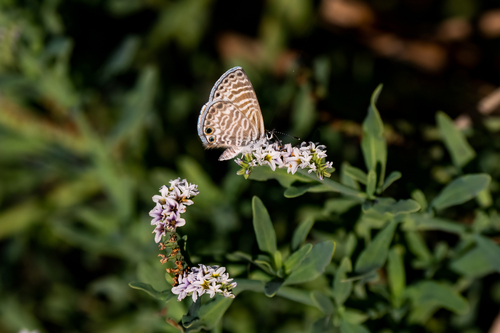iNaturalist observation photo of Marine Blue