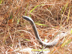 Coluber constrictor constrictor