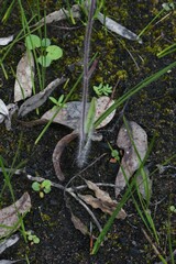 Caladenia formosa