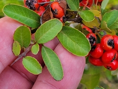 Pyracantha koidzumii