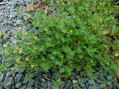 Lotus suaveolens