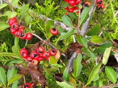 Pyracantha koidzumii