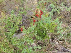 Pyracantha koidzumii