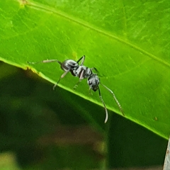 Myrmhopla