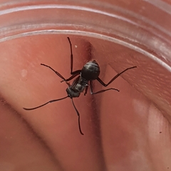 Myrmhopla