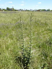 Eryngium horridum