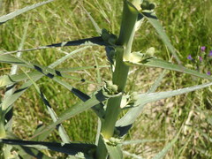 Eryngium horridum