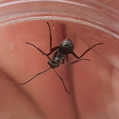 Myrmhopla