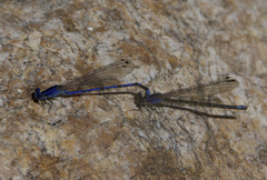 Argia extranea