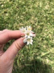 Nothoscordum gracile