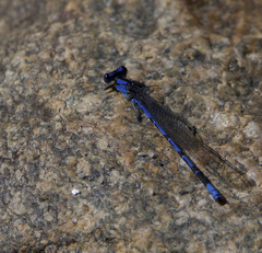 Argia extranea