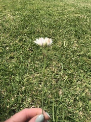 Nothoscordum gracile
