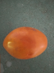 Pouteria lucuma