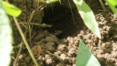 Eutropis multifasciata