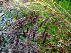 Bromus madritensis