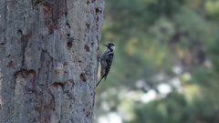 Dryobates borealis