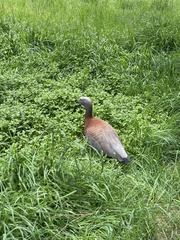 Chloephaga poliocephala