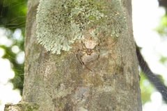 Herennia multipuncta